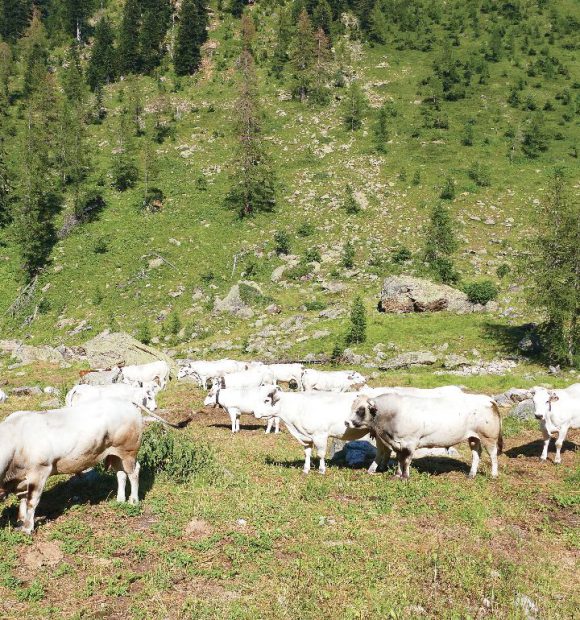 Vacche in alpeggio in una vallata cuneese