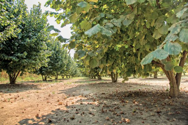 confagricoltura cuneo nocciolo