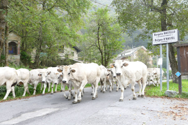 La discesa dei capi di Piemontese dall'alpeggio Biecai