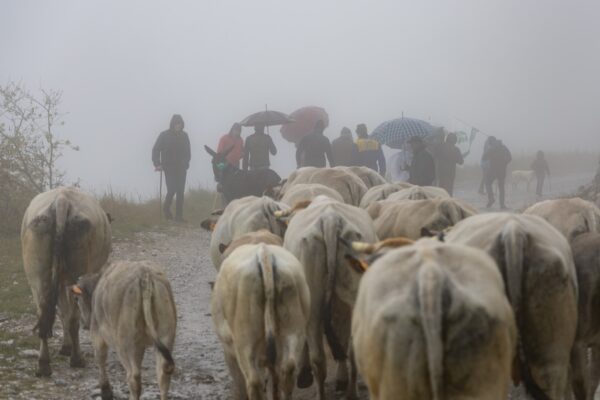 Il maltempo non ha fermato la partecipazione alla settima edizione di Caluma el Vache