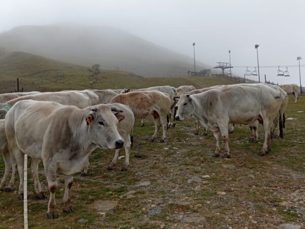 La mandria di Stefano Bottero radunata prima di tornare a valle