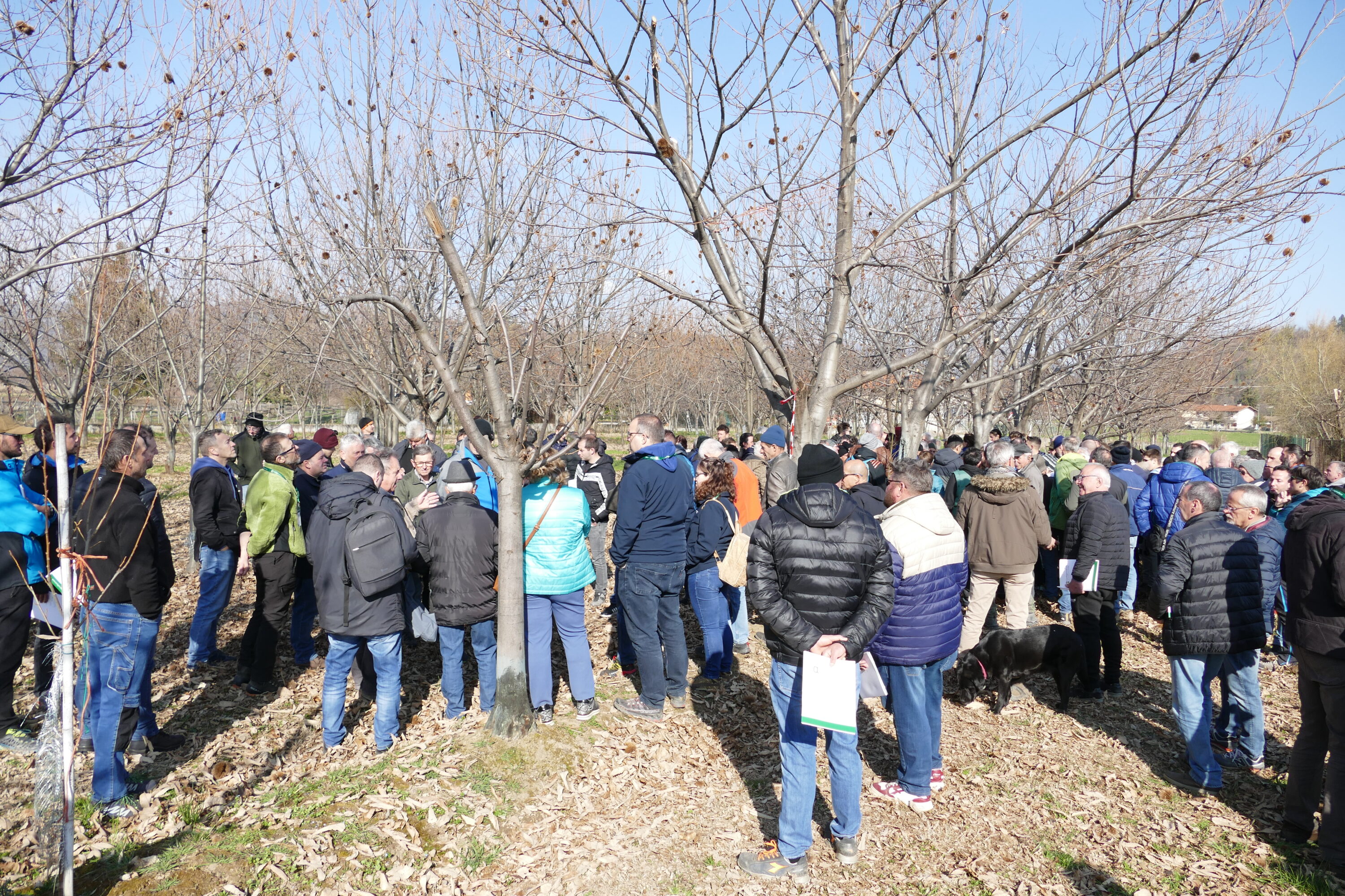 Il frutteto di Bouche de Betizac dove i partecipanti sono stati condotti da tecnici e operatori di Confagricoltura, Centro Regionale di Castanicoltura e Fondazione Agrion